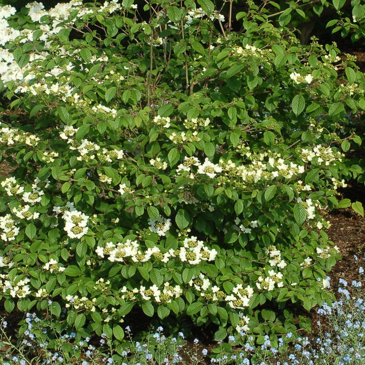 Viburnum plicatum 'Summer Snowflake'