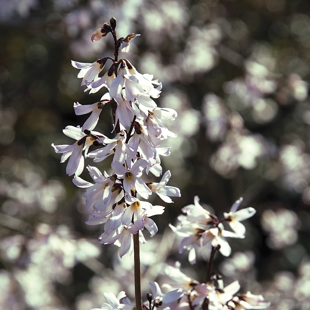 Abeliophyllum distichum