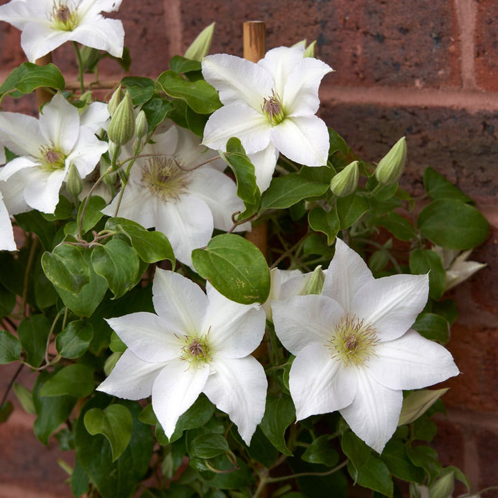 Clematis Guernsey Flute™