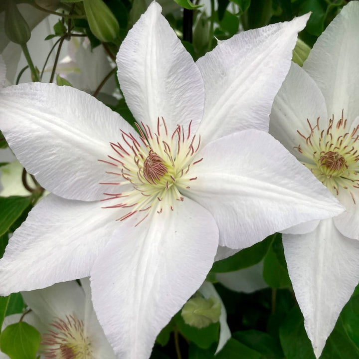 Clematis Guernsey Flute™