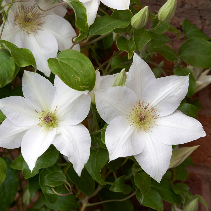 Clematis Guernsey Flute™