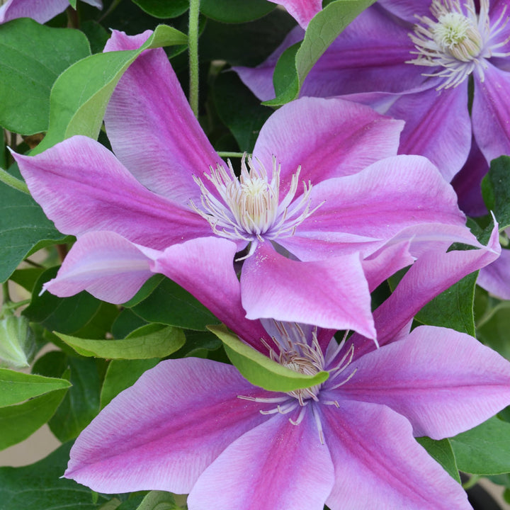 Clematis Poseidon™ Boulevard®