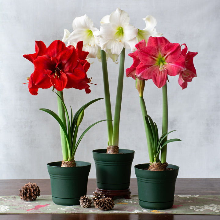 Colorful Trio of South African Amaryllis, 3 bulbs in nursery pots