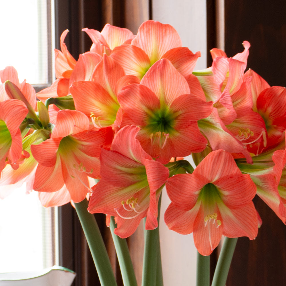 Amaryllis Belladonna™, 3 bulbs in nursery pot