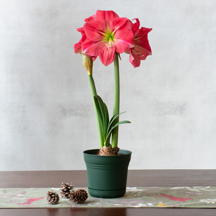 Amaryllis Candy Floss™, one bulb in nursery pot