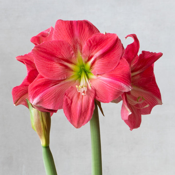 Amaryllis Candy Floss™, one bulb in nursery pot
