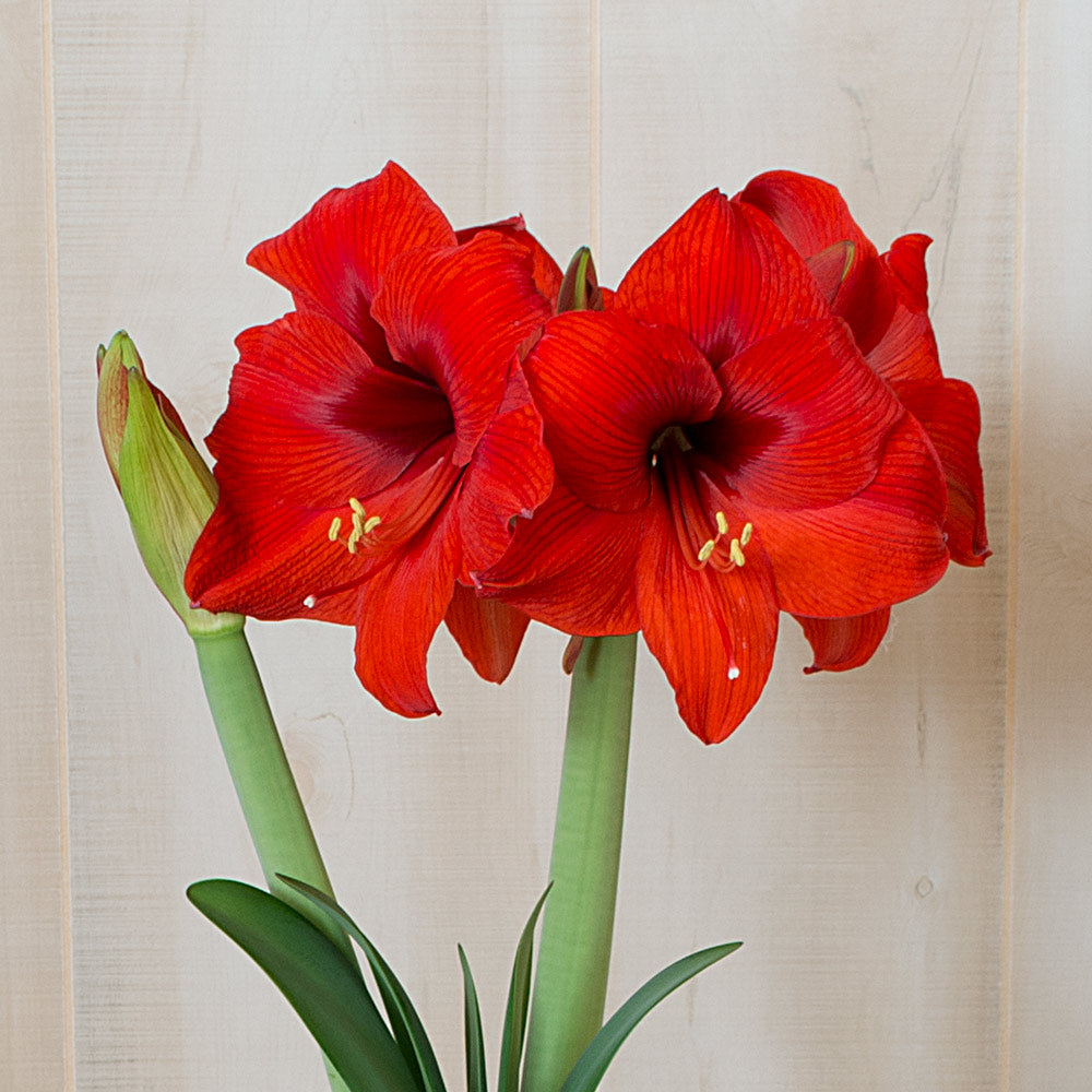 Amaryllis Double Six™, one bulb in nursery pot