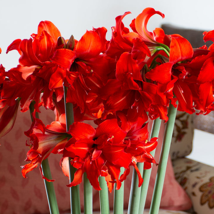 Amaryllis Fanfare®, 3 bulbs in nursery pot