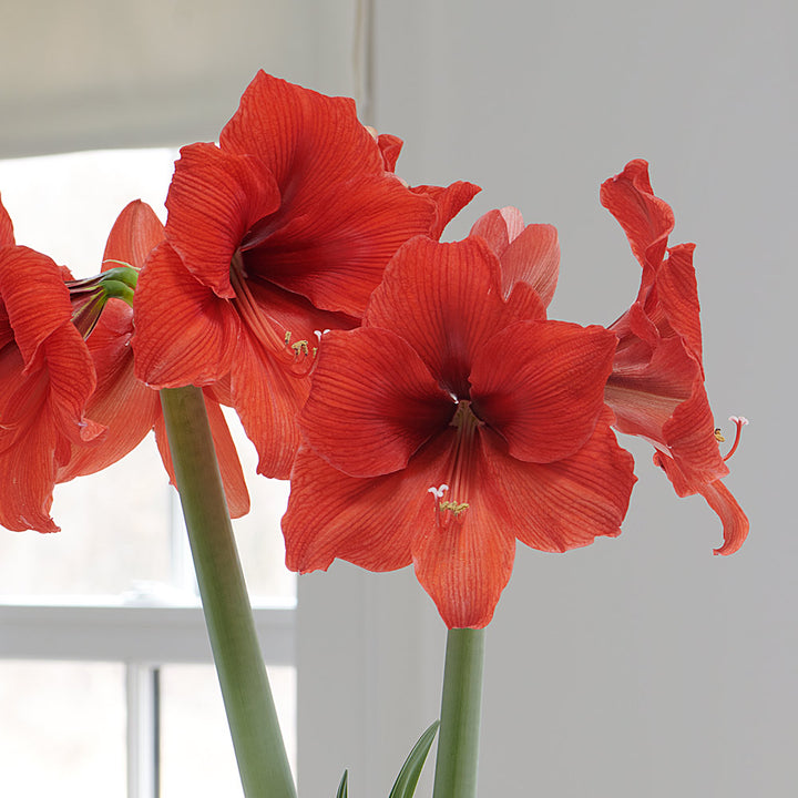 Amaryllis 'Gold Medal,' one bulb in nursery pot
