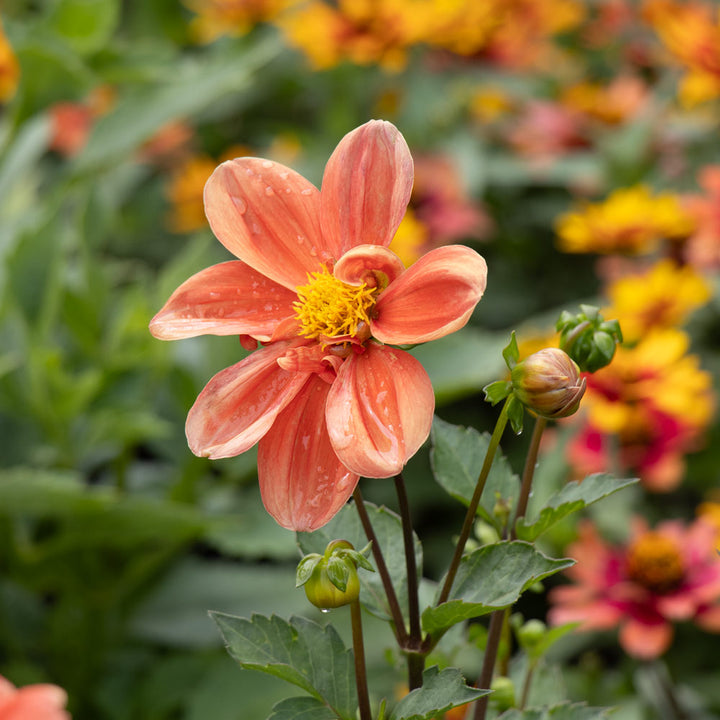 Dahlia 'G. F. Hemerick'