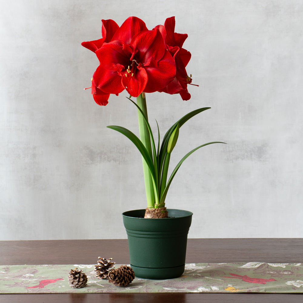Amaryllis Merry Christmas™, one bulb in nursery pot