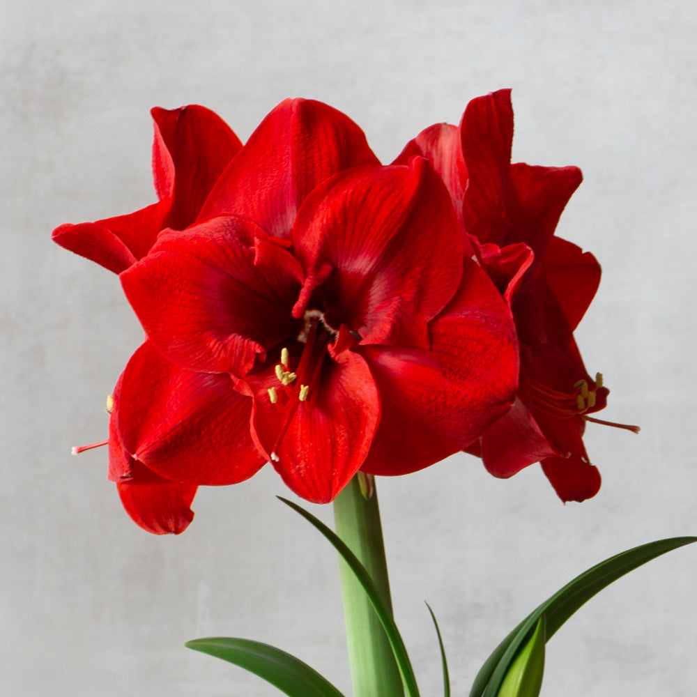 Amaryllis Merry Christmas™, one bulb in nursery pot