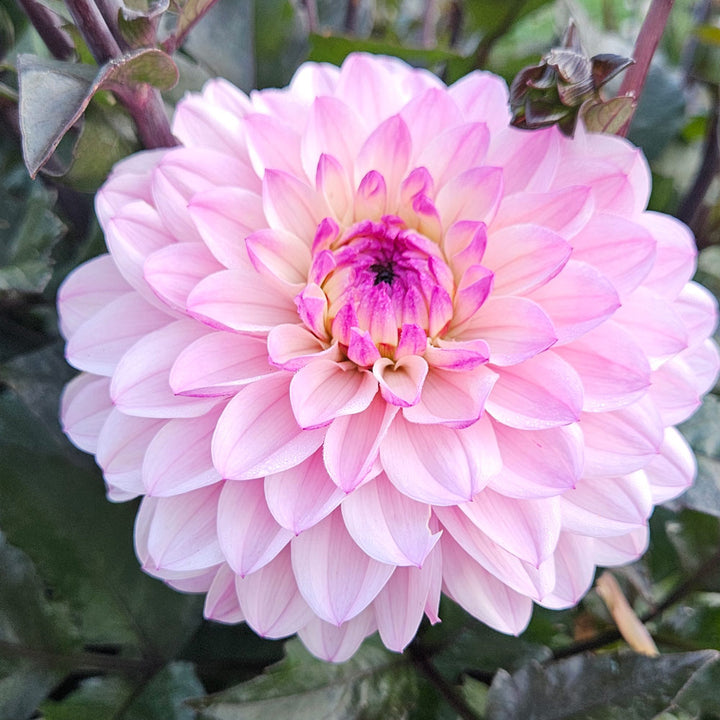 Dahlia 'Melody Harmony'