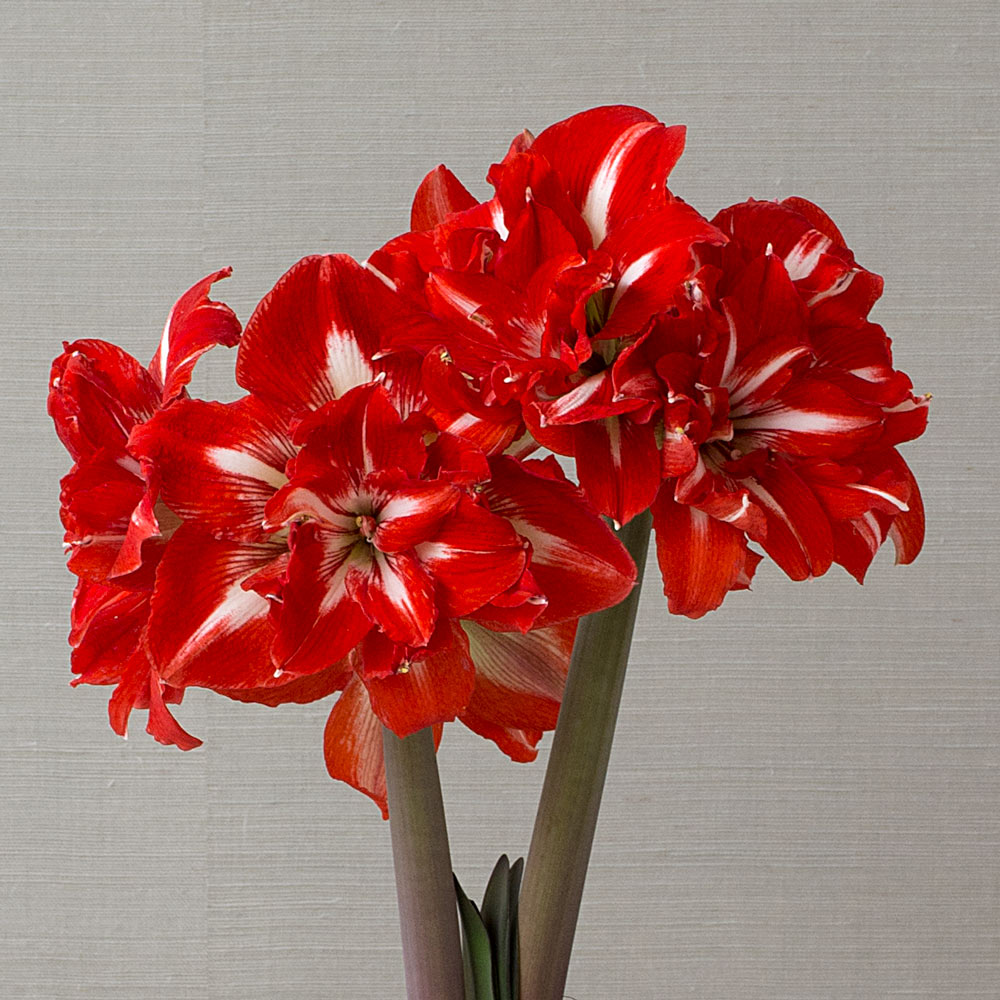 Amaryllis Rock 'n Roll®, one bulb in nursery pot