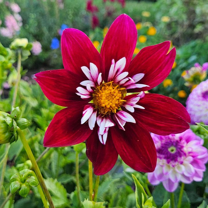 Dahlia 'Night Butterfly'