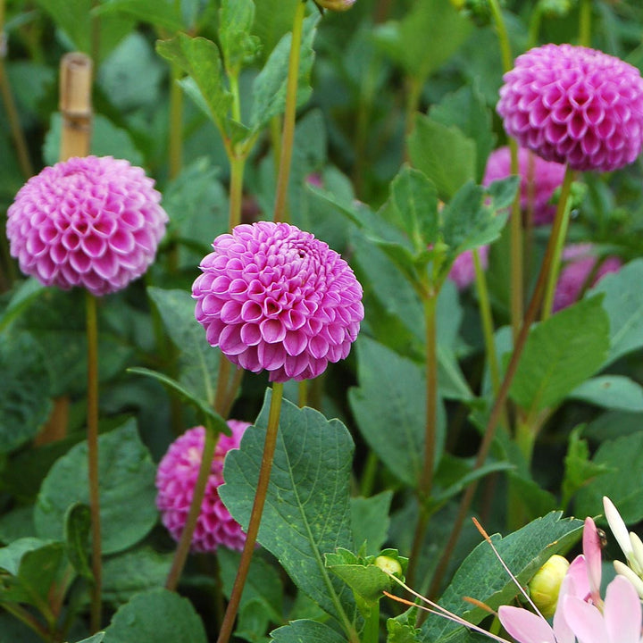 Dahlia 'Franz Kafka'