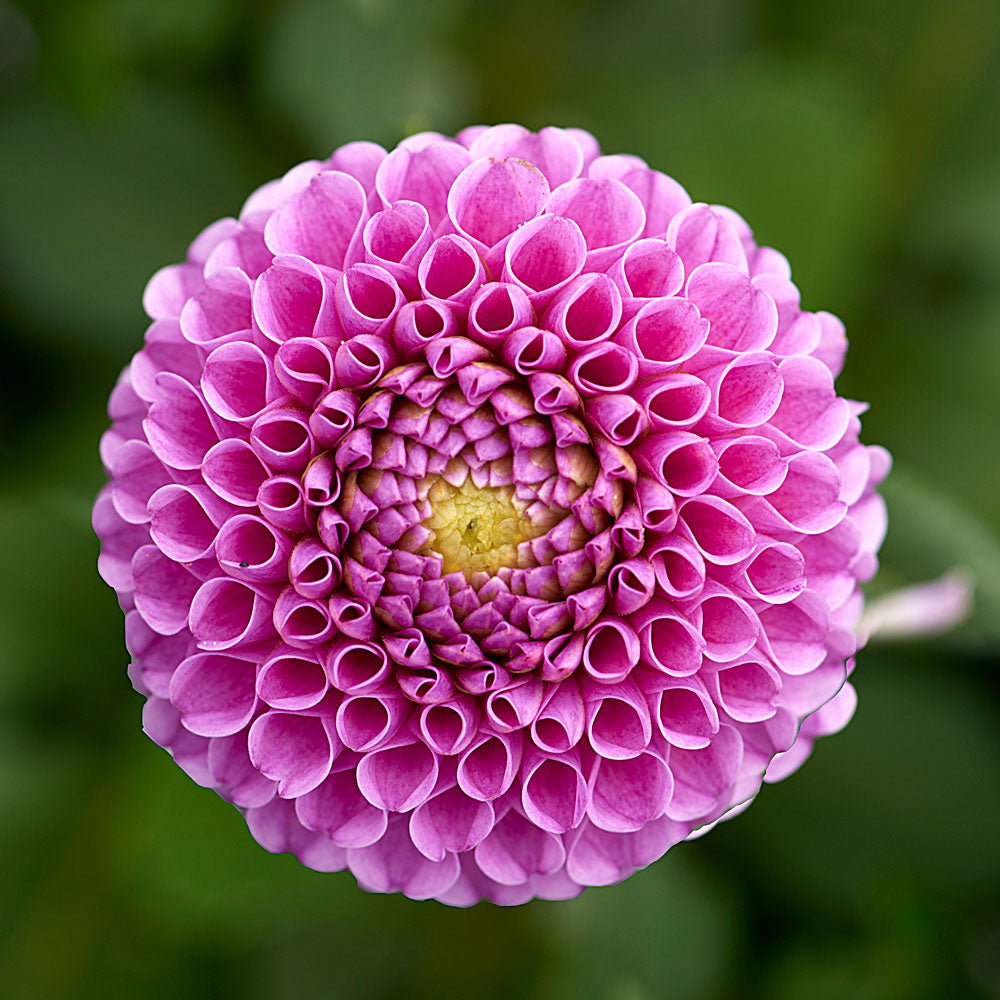 Having a Ball Dahlia Collection