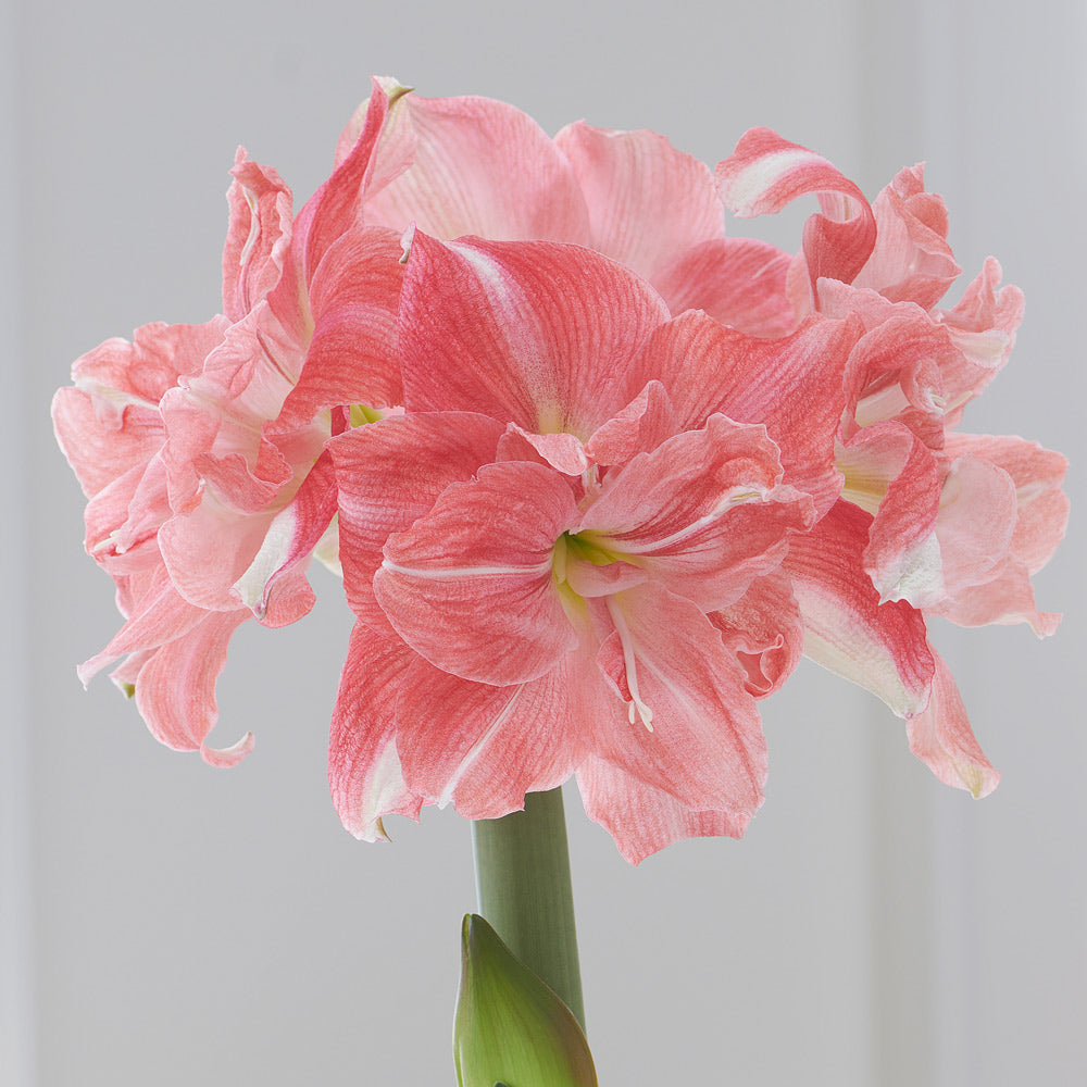 Amaryllis 'Rozetta,' one bulb in nursery pot