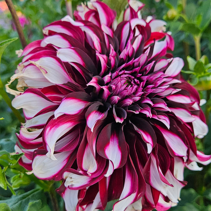 Dahlia 'Tartan'