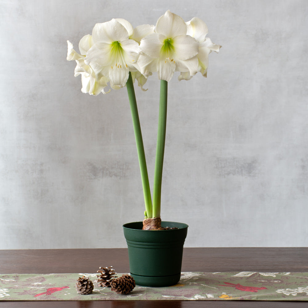Amaryllis Wedding Dance™, one bulb in nursery pot