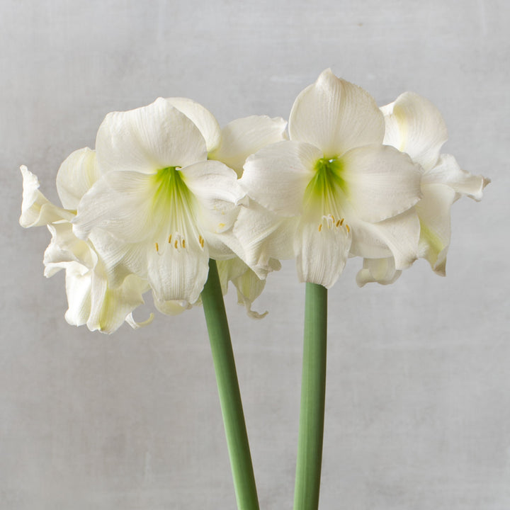 Amaryllis Wedding Dance™, one bulb in nursery pot