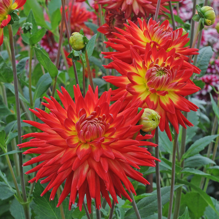 Dahlia 'Karma Bon Bini'