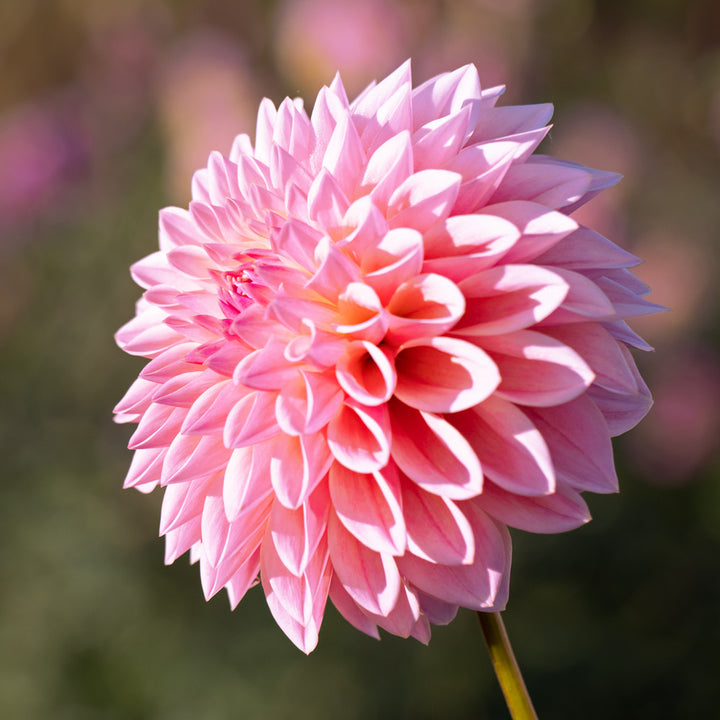 Dreams in Bloom Dahlia Collection