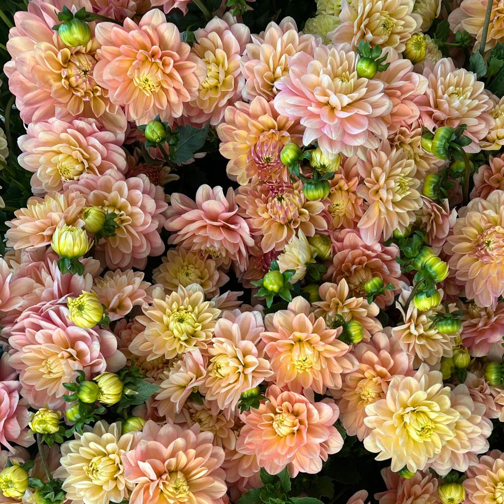 Dahlia 'Day Dreamer'