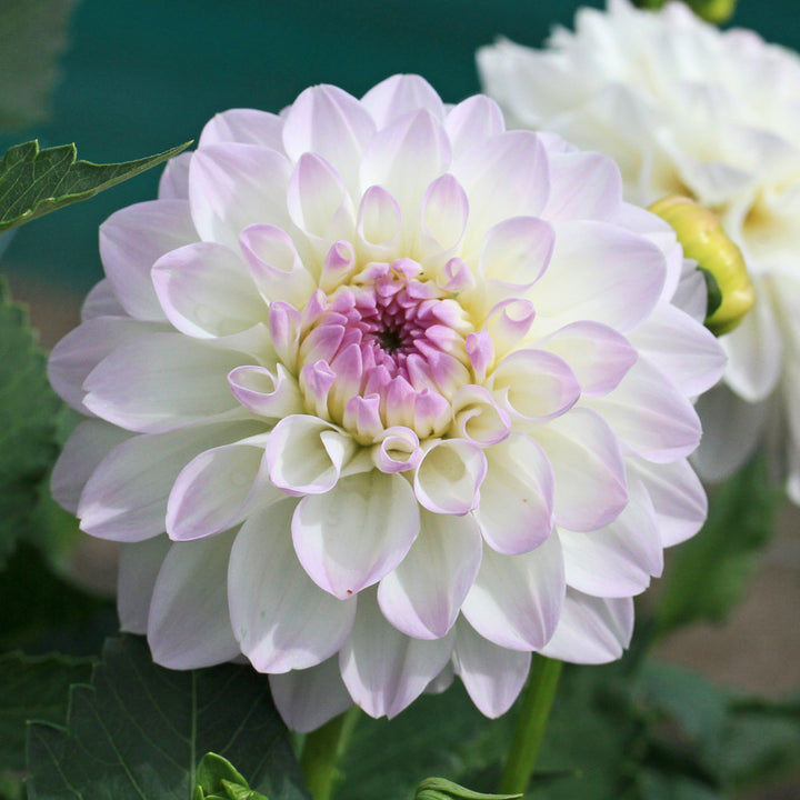 Dahlia 'Eveline'