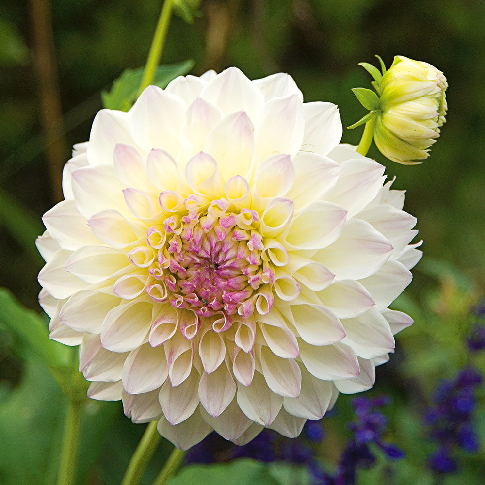 Lilac Time Dahlia Collection