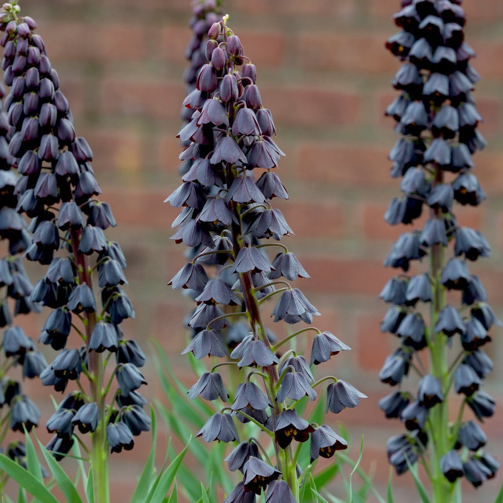 Fritillaria persica