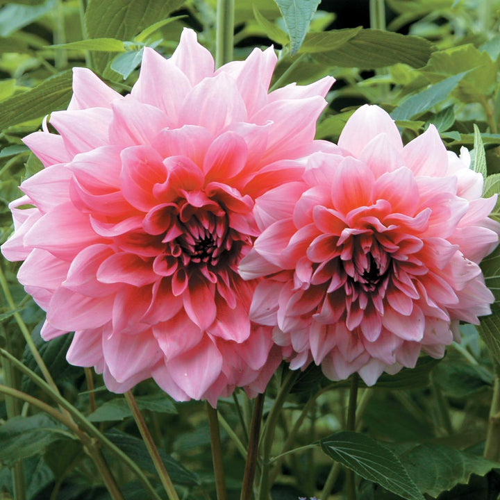 Dahlia 'Otto's Thrill'