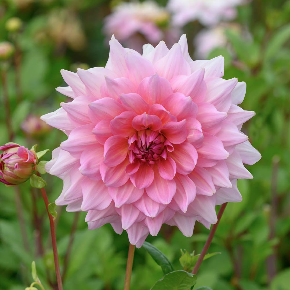 Summer's Pride Dahlia Collection