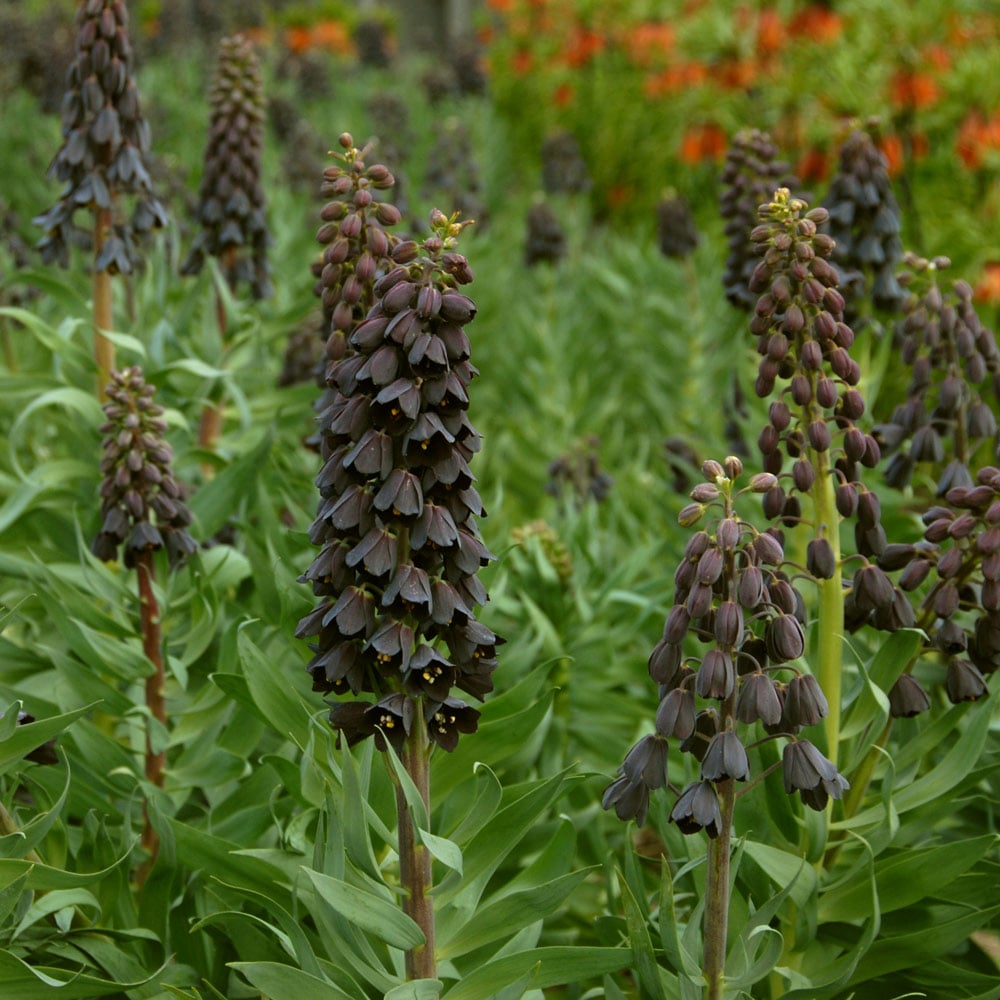 Fritillaria persica