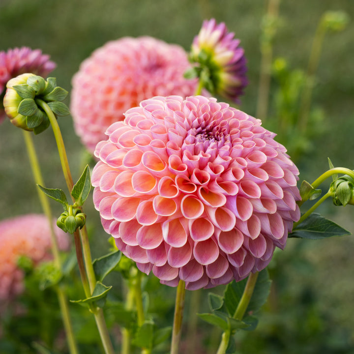 Summer's Pride Dahlia Collection