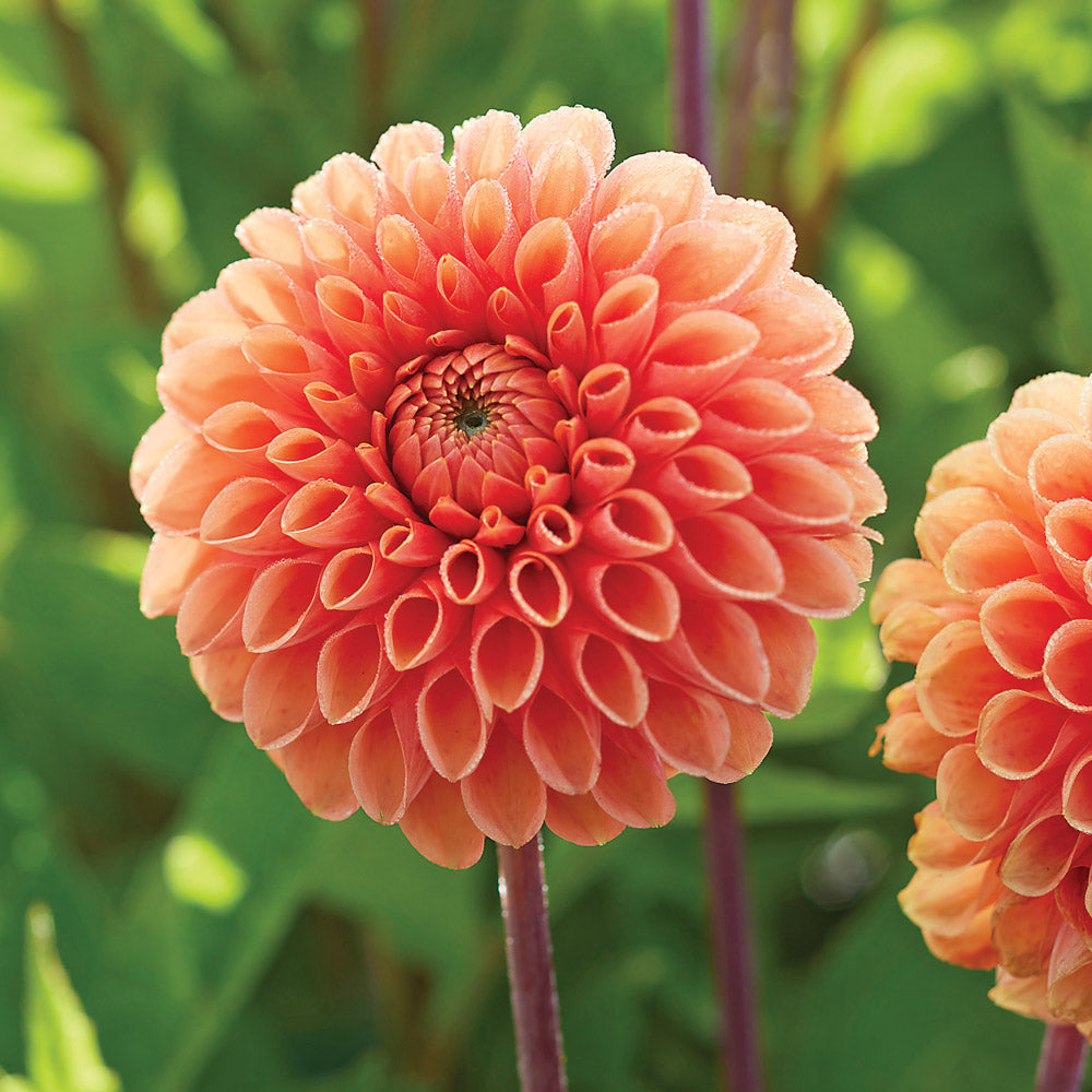 Sylvia Sorbet Dahlia Duo