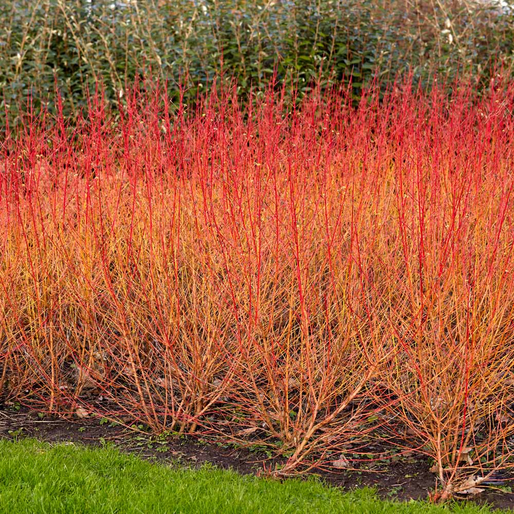 Cornus sanguinea 'Midwinter Fire'