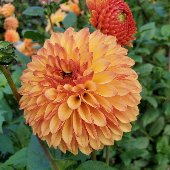 Dahlia 'Bonanza'