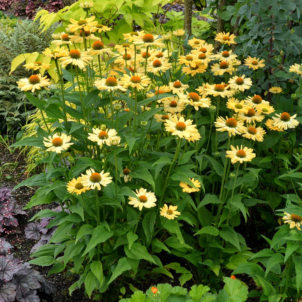 Perennial Favorites Garden