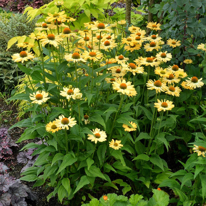 Perennial Favorites Garden