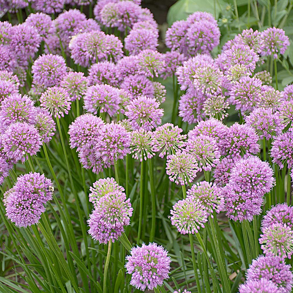 Perennial Favorites Garden