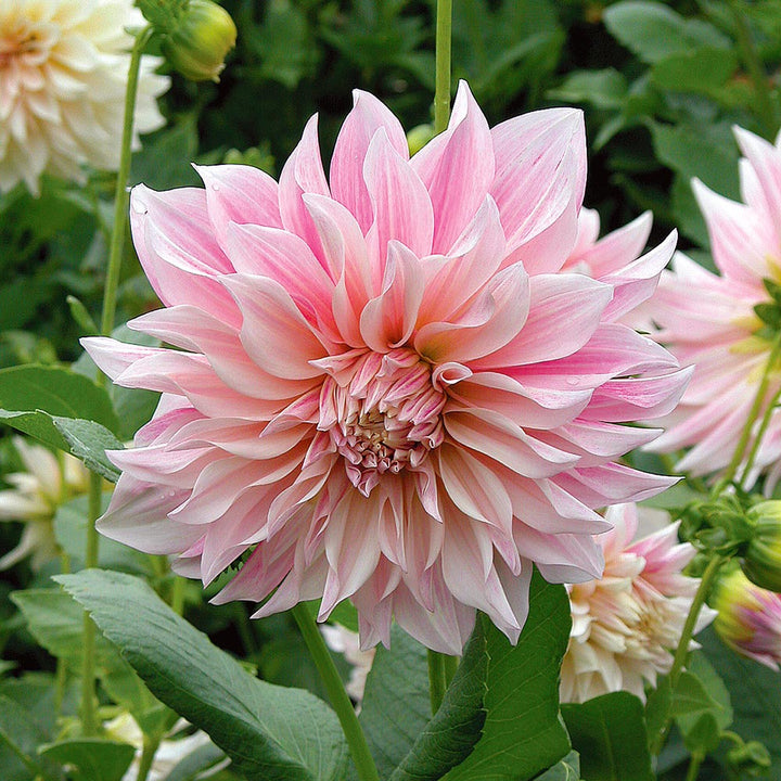 Dahlia 'Café au Lait'