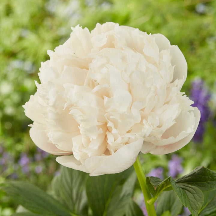 Peony 'Colonel Owen Cousins'