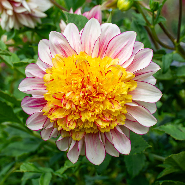 Dahlia 'Polka'