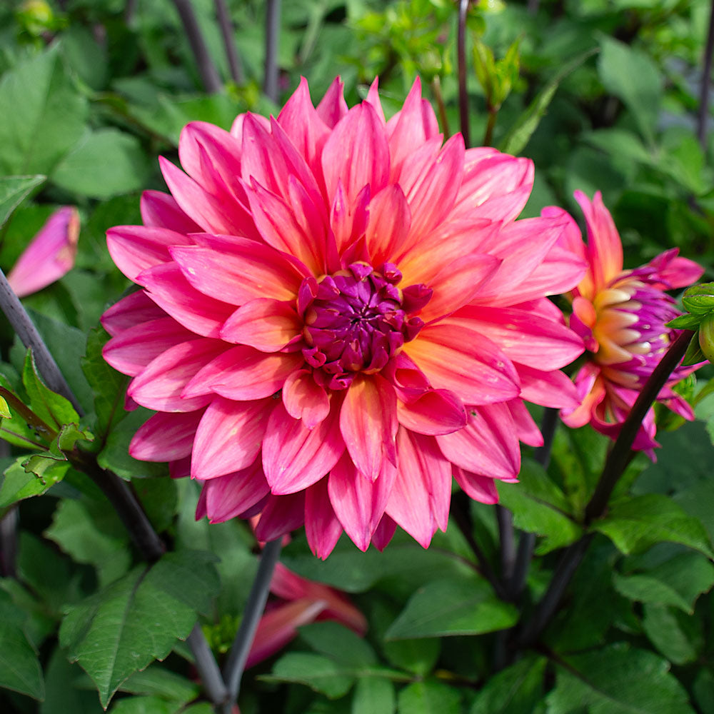 Dahlia 'Feline Yvonne'