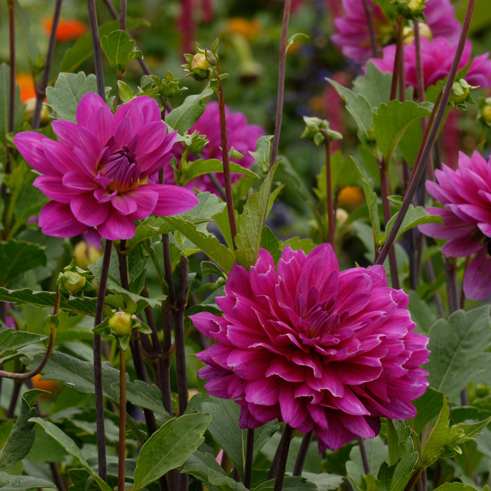 Dahlia 'Thomas Edison'
