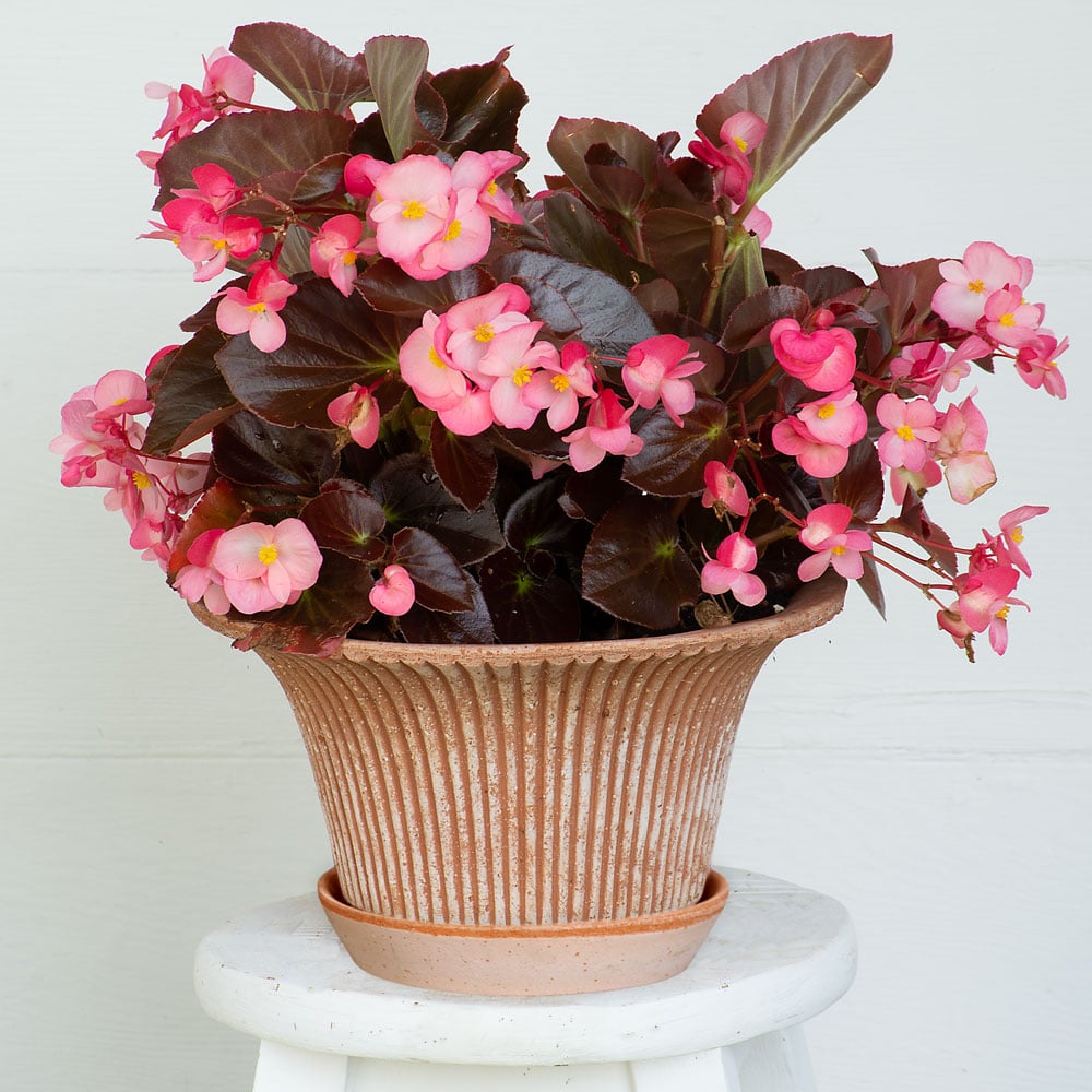 Bergs Daisy Pot & Saucer, Rosa, 12"