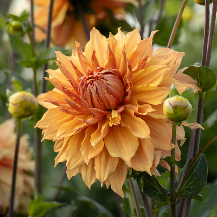 Summer's Pride Dahlia Collection