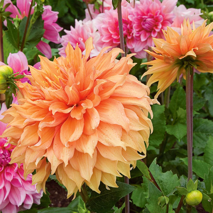 Dahlia 'Hamari Gold'