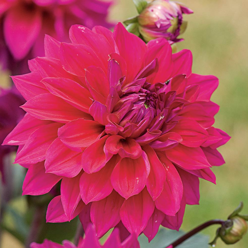 Berrylicious Dahlia Collection